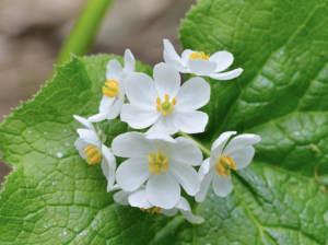 令和7年度 第3回読書会 活動報告書📚